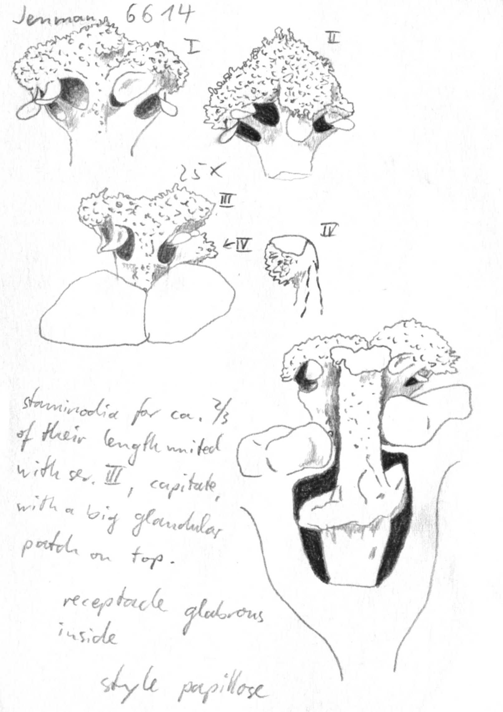 preview Nectandra globosa (Aubl.) Mez